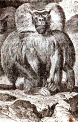Dog Faced Baboon