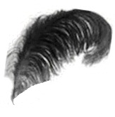 ostrich-feather-1.jpg