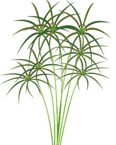 Picture of Papyrus Reed