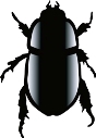 Picture of a Scarab Beetle