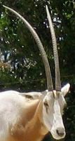 Scimitar oryx